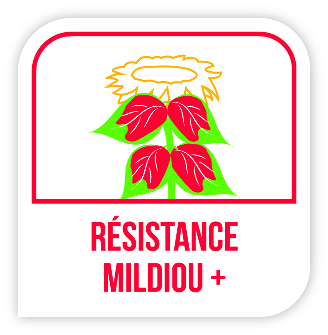 Résistance mildiou +